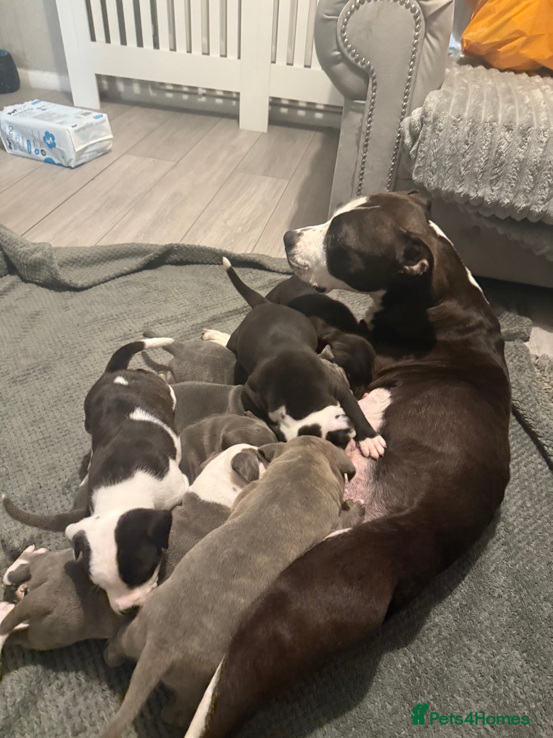 Staffordshire Bull Terrier dogs for sale: Chunky Staffordshire bull terrier puppies for sale - Image 13