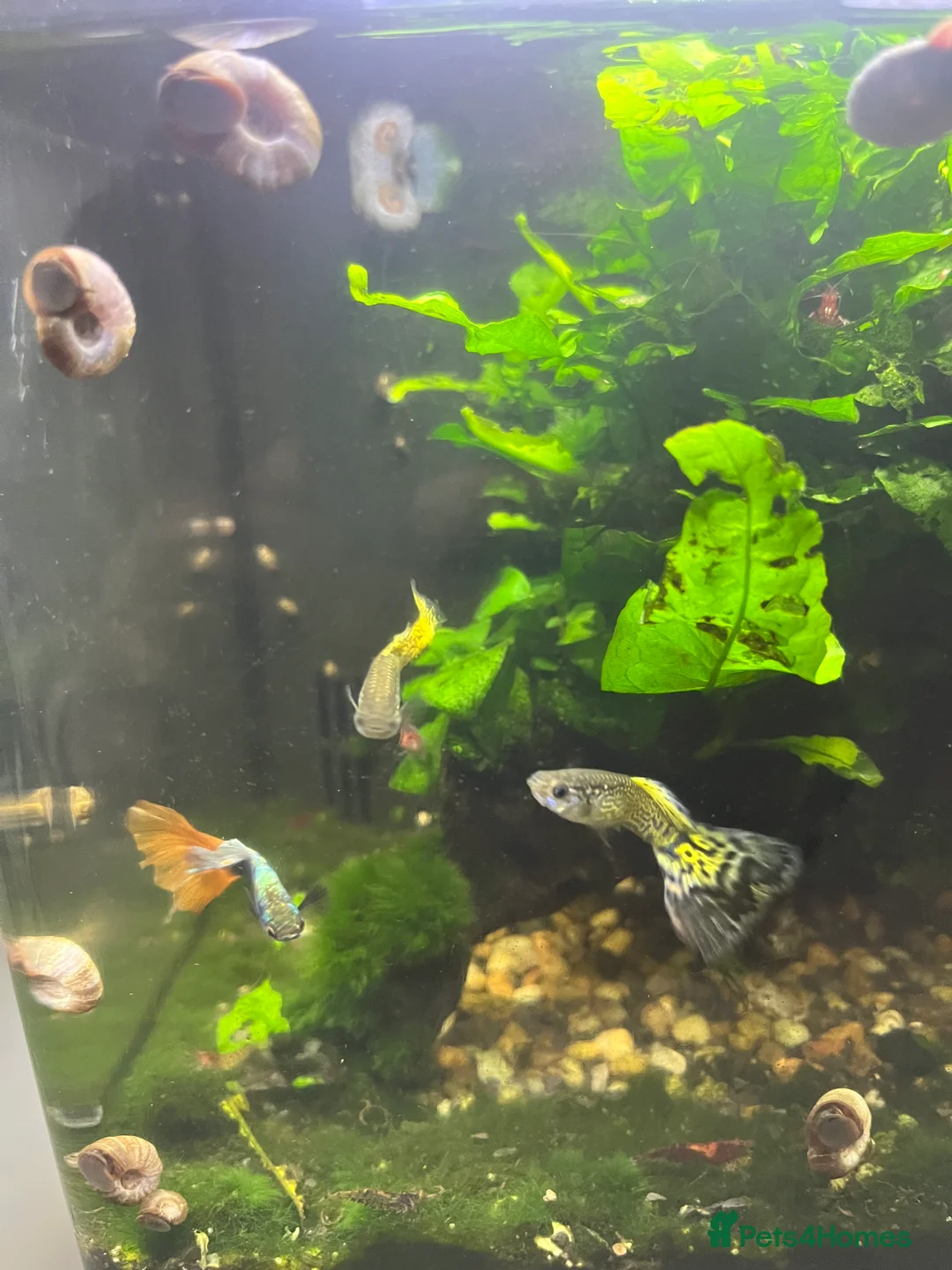 Snails fish for sale: Ramshorn snails for sale  - Advert 2