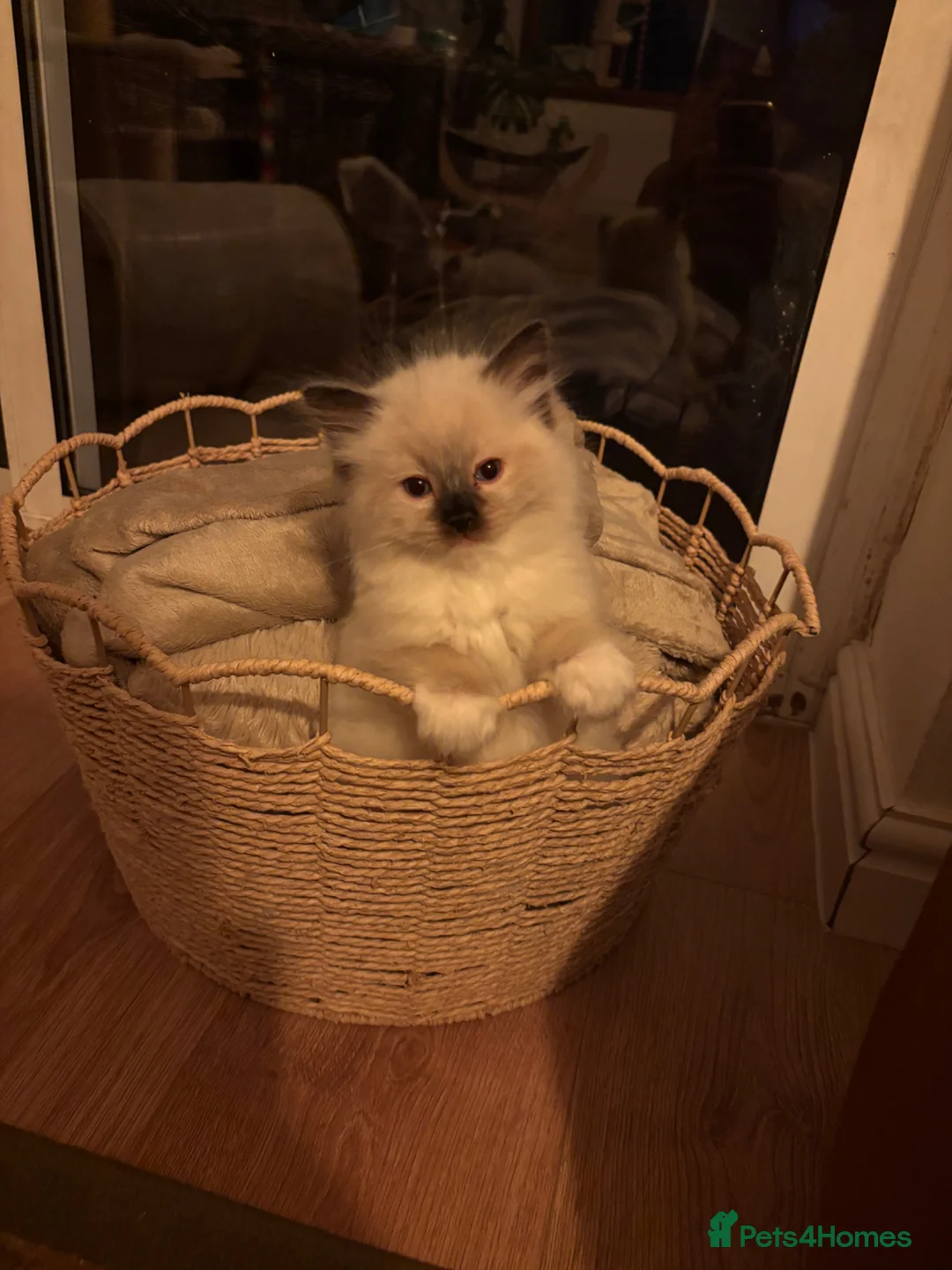 Ragdoll cats for sale: Gorgeous ragdolls ready to find their forever home - Advert 2