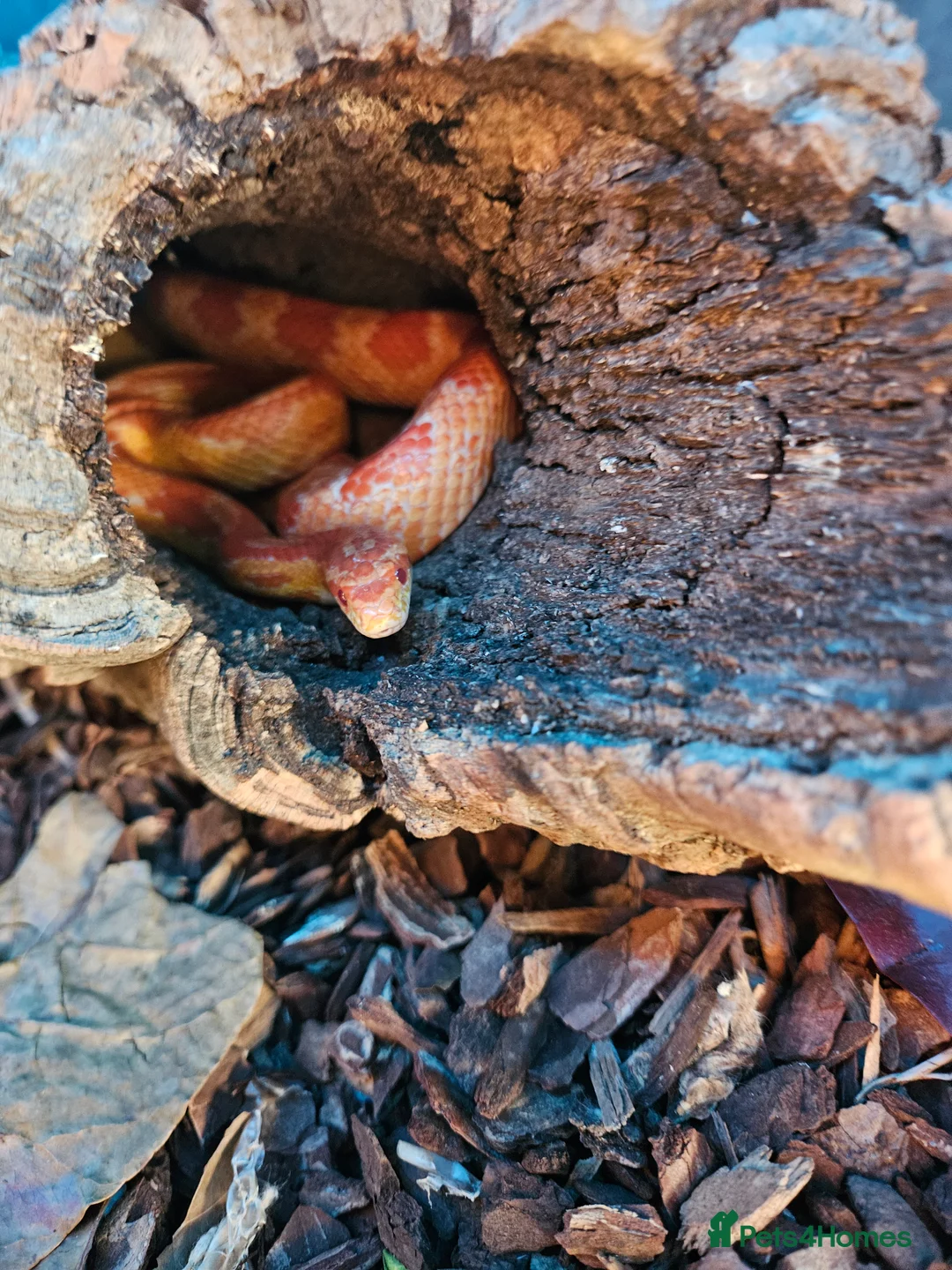 Corn Snake reptiles for sale: Breeding pair of corn snakes  - Advert 7