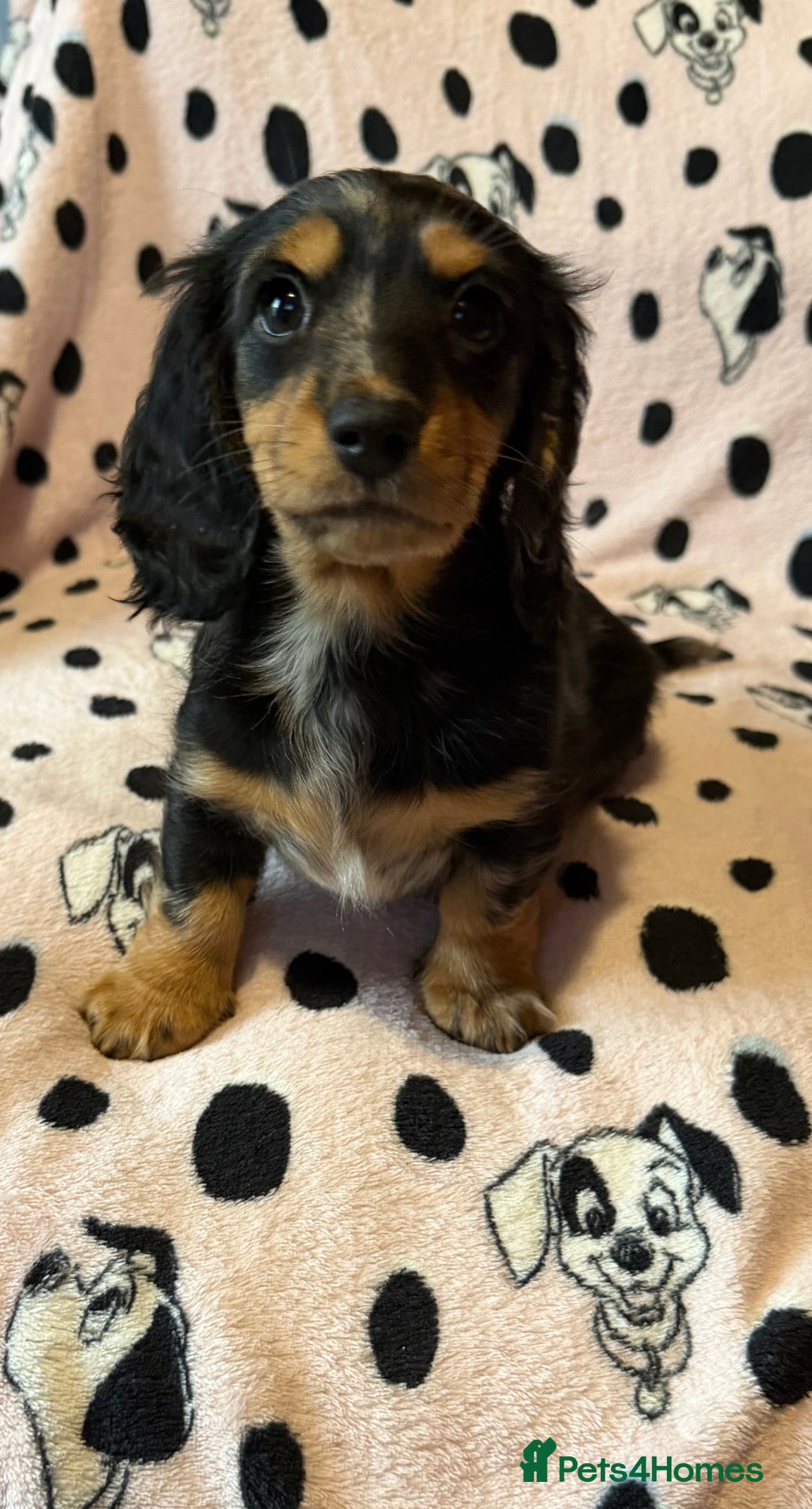 Miniature Dachshund dogs for sale: Beautiful KC silver dapple longhair miniature girl - Advert 33