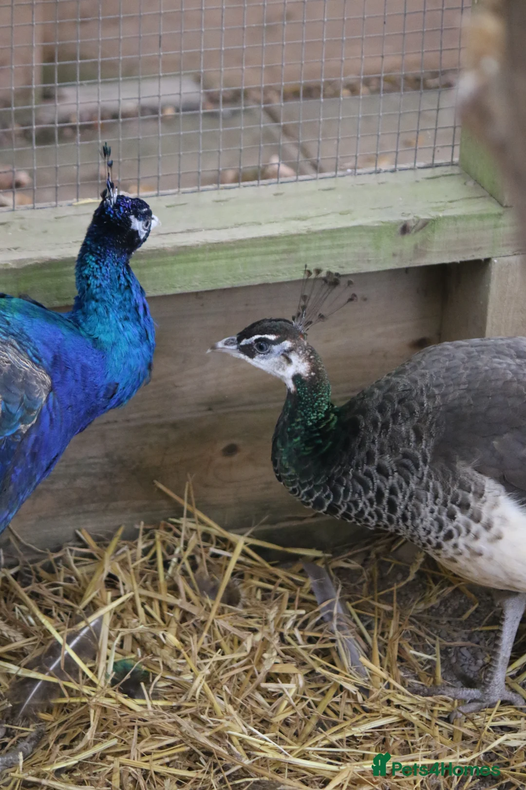 Peafowl poultry for sale: 2 Pairs of Indian Blue Peafowl - Advert 3