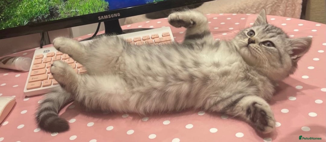 British Shorthair cats for sale: Champion Line Gorgeous BritishShortHair Kittens 🩷 - Image 9