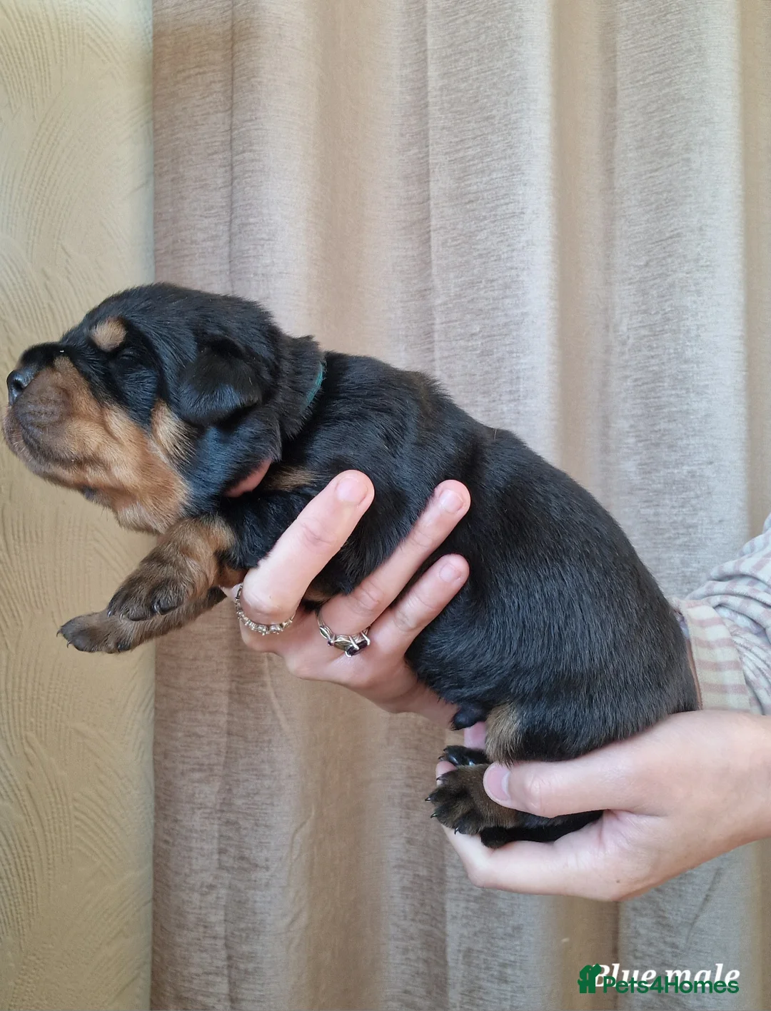Rottweiler dogs for sale: Four Beautiful Chunky Rottweiler Puppies! - Advert 17
