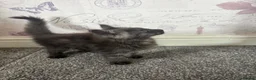 Maine Coon cats for sale: Mainecoon Kittens - Advert 10
