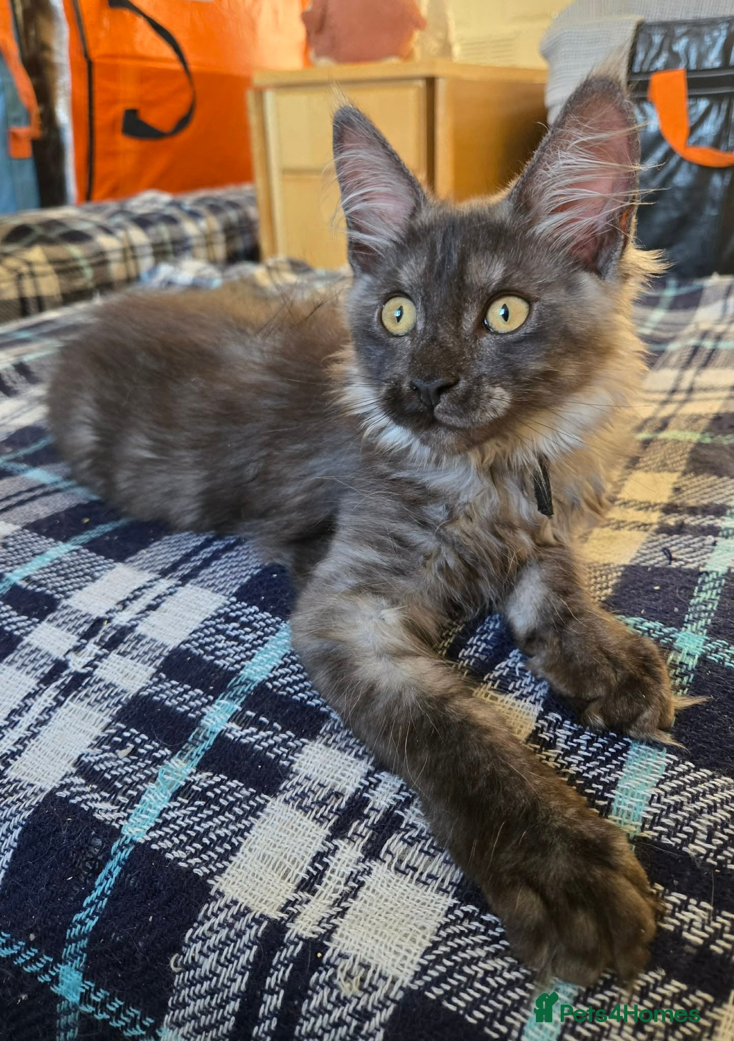 Maine Coon cats 2 Beloved Maine Coon girl. - Advert 2