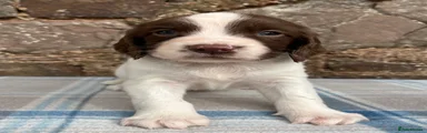 English Springer Spaniel 3 