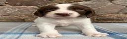 English Springer Spaniel dogs for sale: With an OFF SWITCH springers - Advert 15