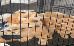 Cockapoo dogs for sale: STUNNING F1 COCKAPOO PUPPIES  - Image 9