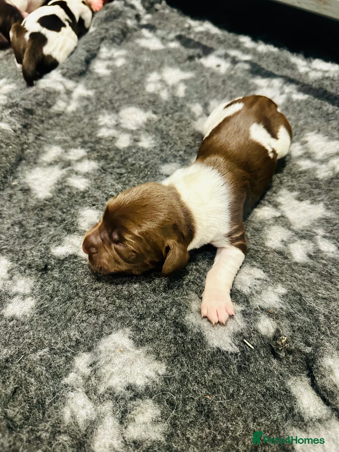 English Springer Spaniel dogs for sale: KC FTCH English Springer Spaniel Puppies - Advert 40