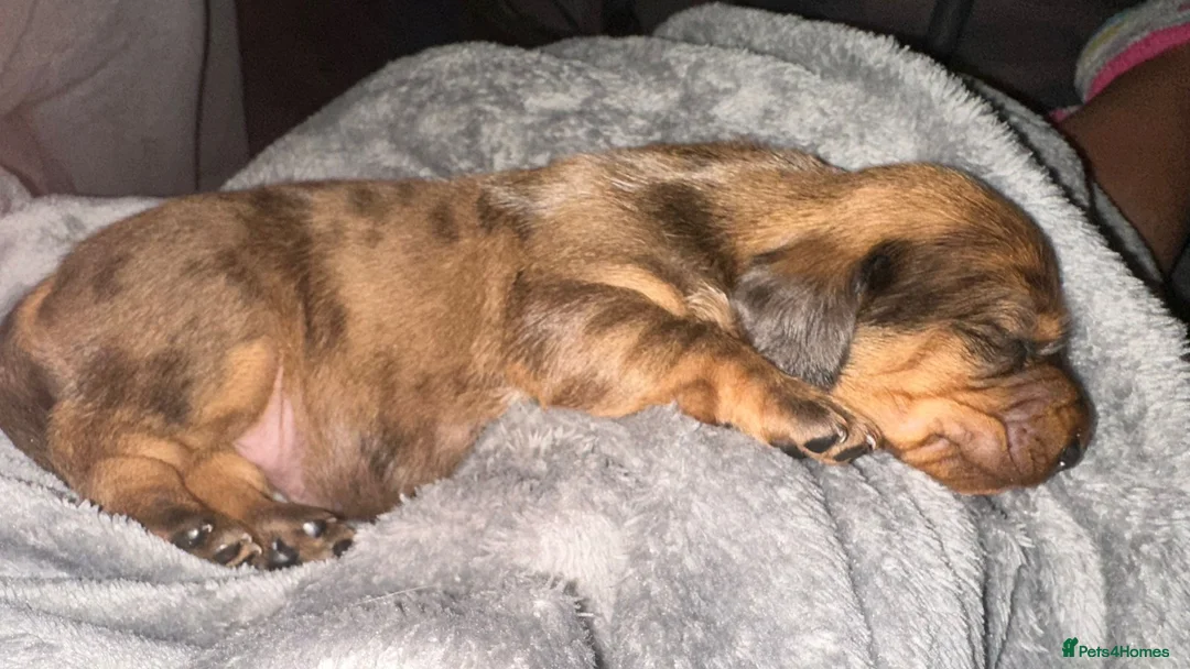 Dachshund dogs for stud: Miniature silver dapple at stud  in Darvel - Advert 7
