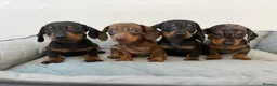 Dachshund dogs for sale: Miniature Dachshund  - Advert 2