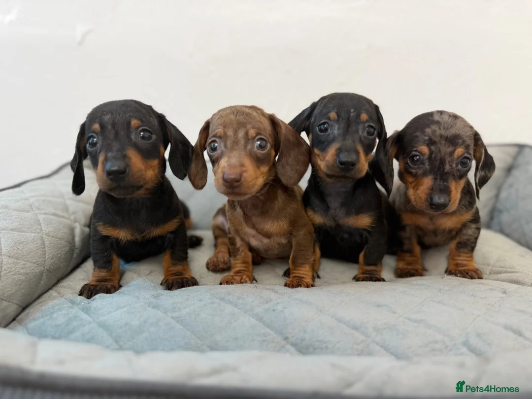 Dachshund dogs for sale: Miniature Dachshund  - Advert 2