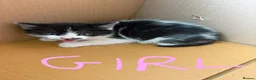 Domestic Shorthair cats for sale: 5 kittens(i can give for free aswell) in London - Advert 2