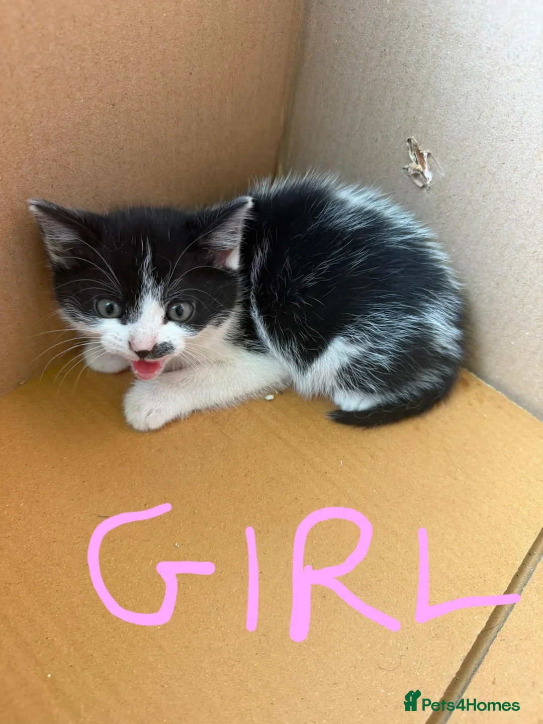 Domestic Shorthair cats for sale: 5 kittens(i can give for free aswell) in London - Advert 2