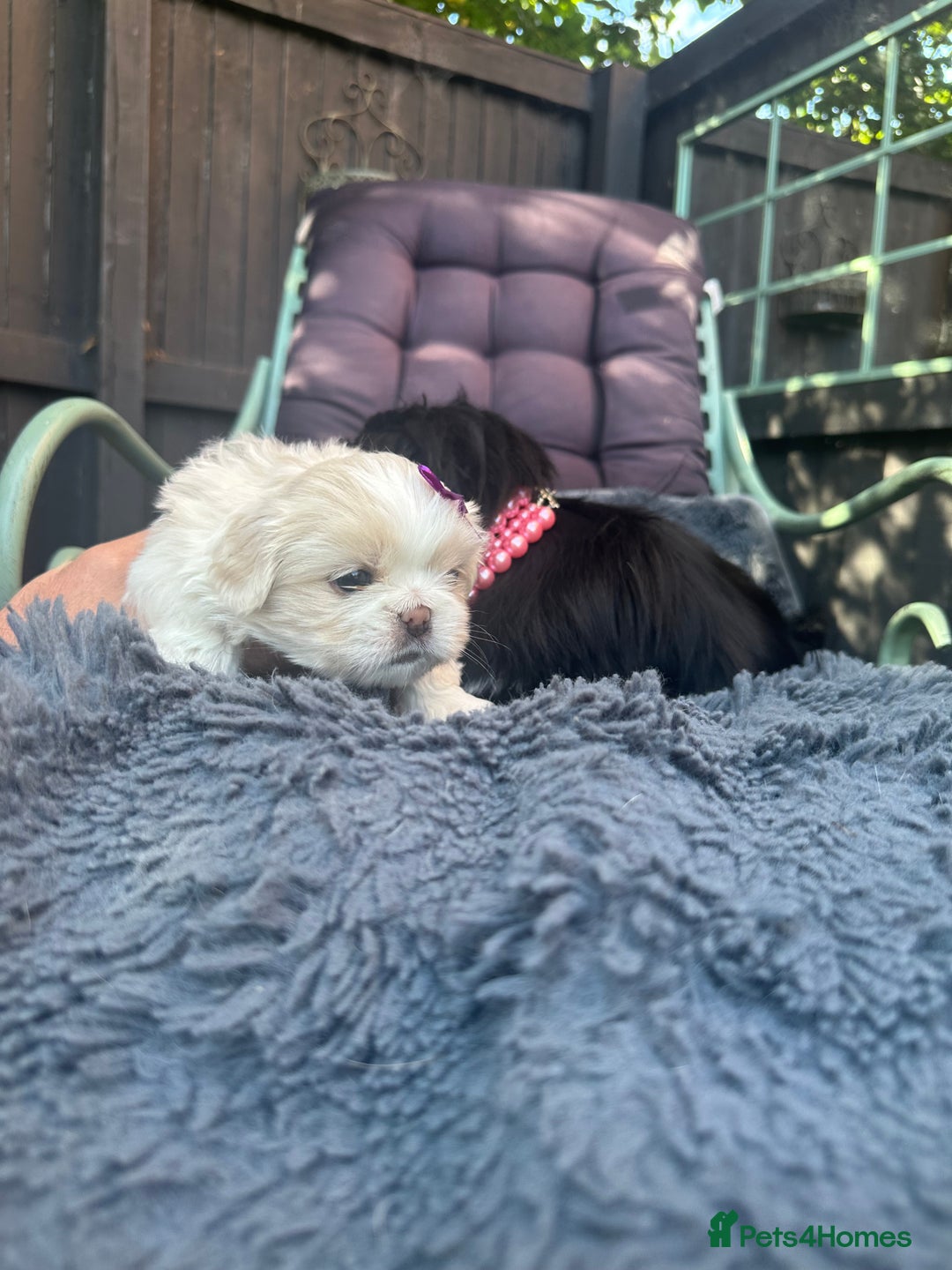 Pekingese dogs for sale: 🏆⭐️ KC reg Pekingese pups with genetics 🏆🐾 - Image 7