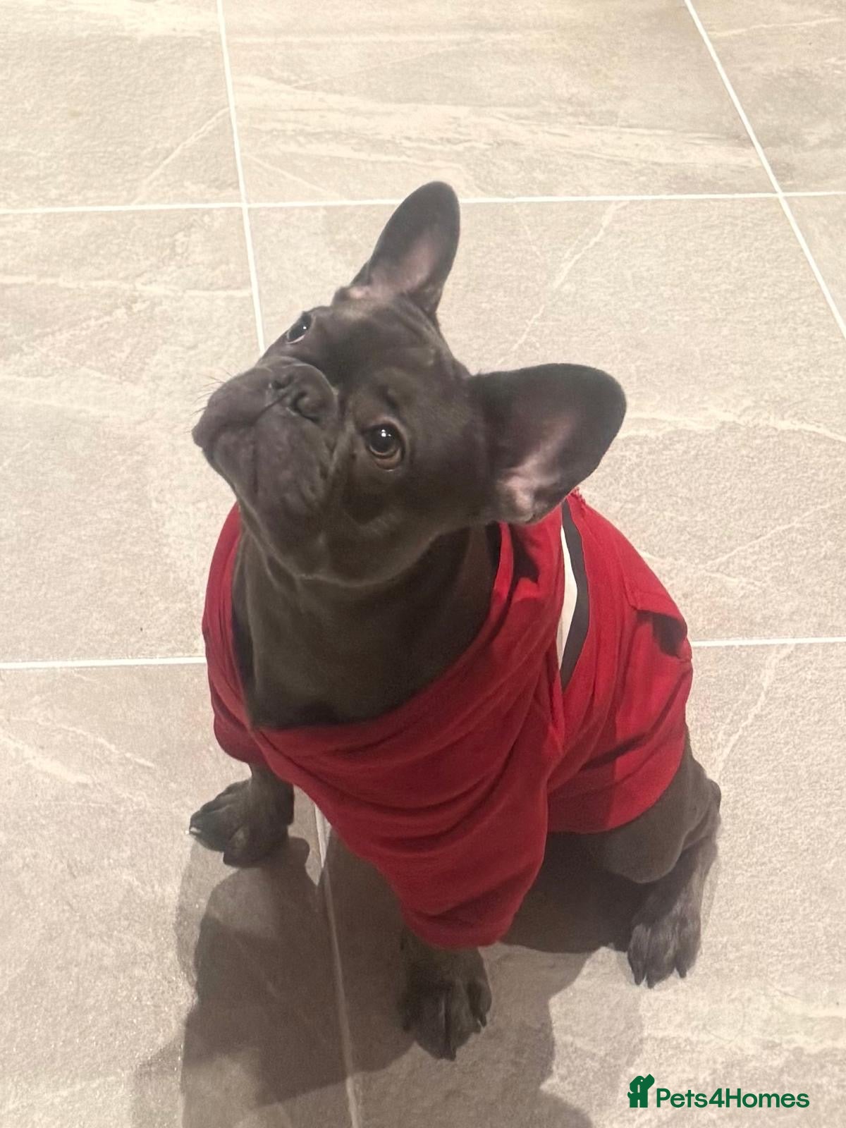 French Bulldog dogs 9 months old frenchie for sale  - Advert 6