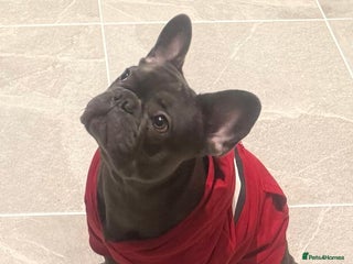 French Bulldog dogs 9 months old frenchie for sale - Advert 1