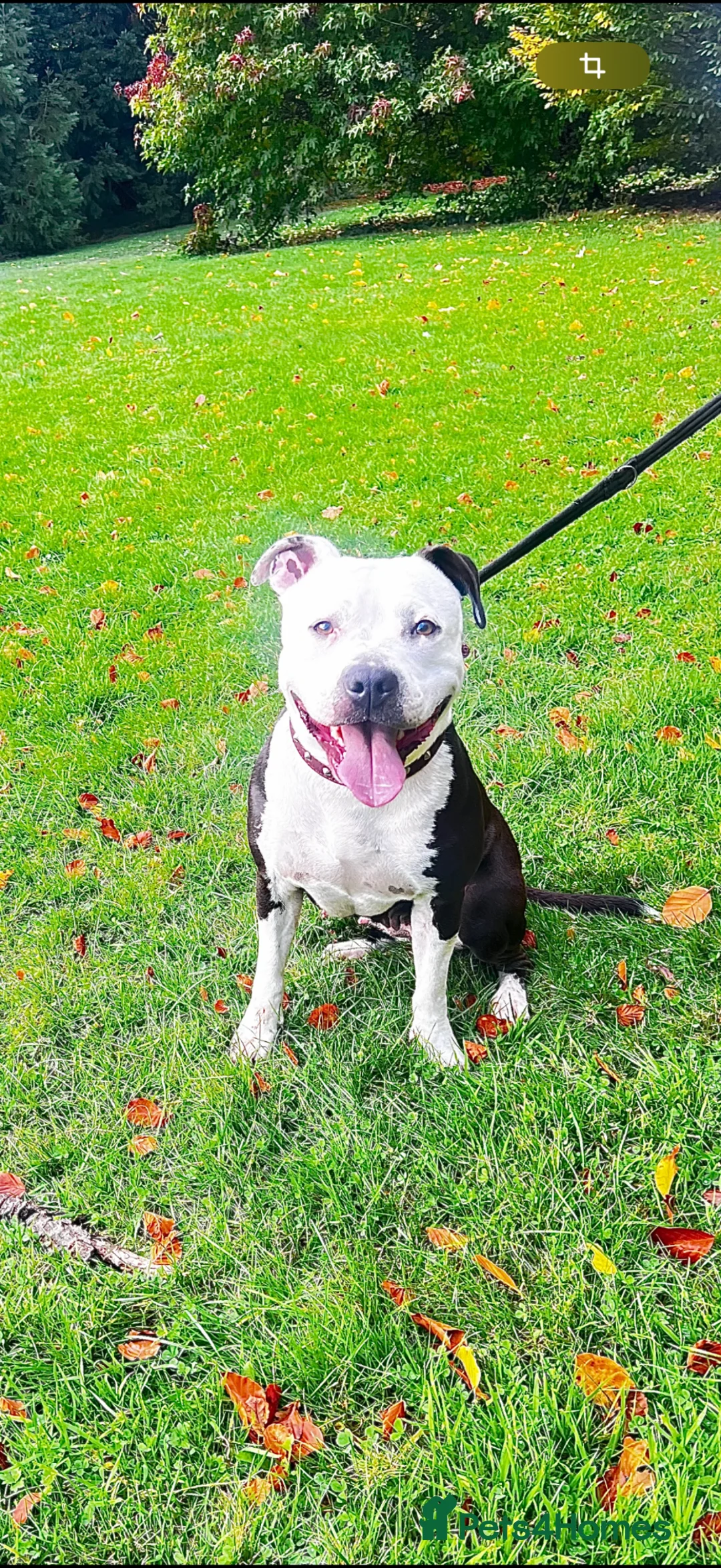 Staffordshire Bull Terrier dogs for sale: 💕BEAUTIFUL STAFFY PUPPIES 💕 - Advert 40