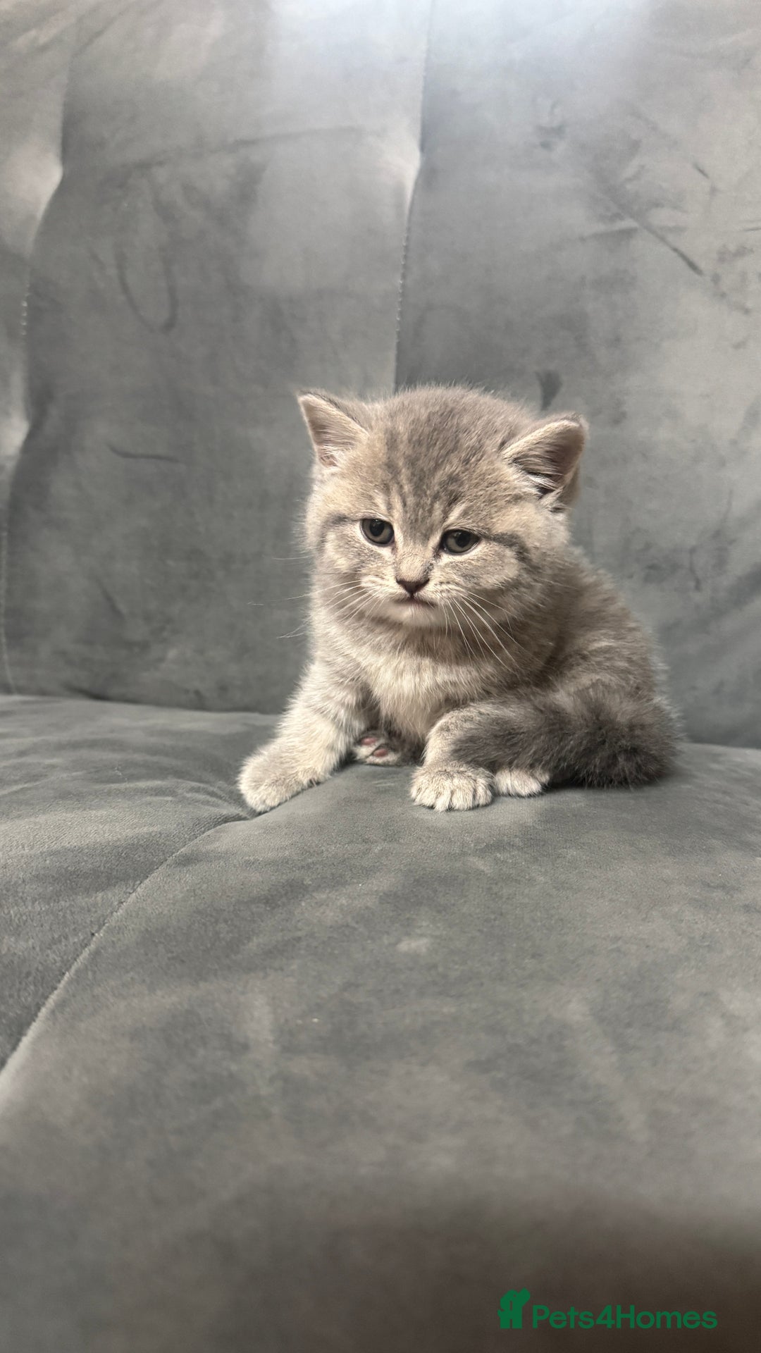 British Shorthair cats for sale: 5 British shorthair kittens  - Advert 9