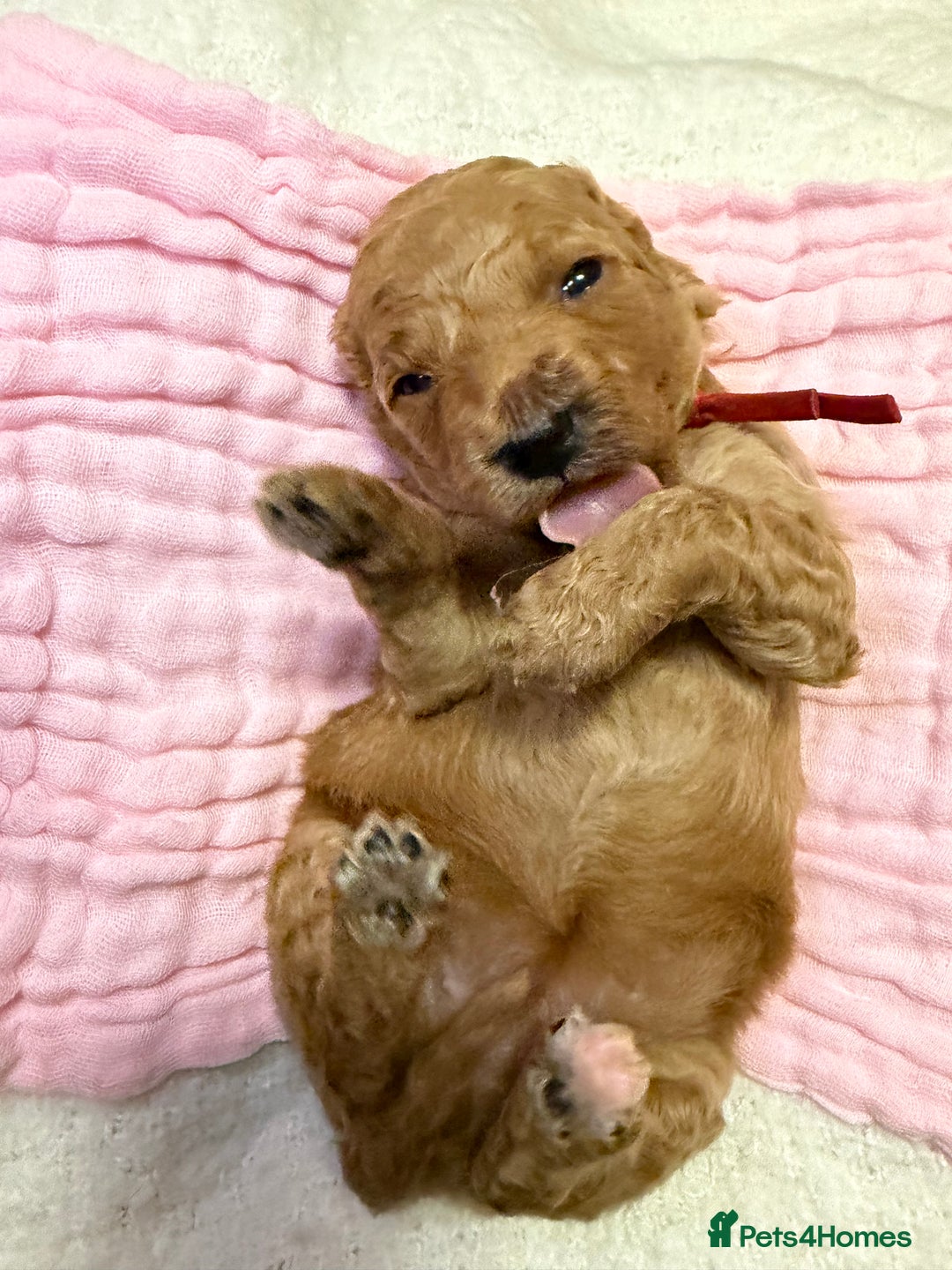 Labradoodle dogs for sale: Labradoodle  - Advert 4