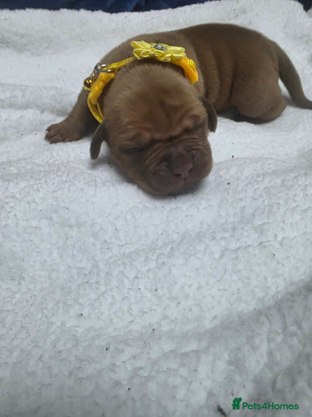 Mixed Breed dogs for sale: Dogue de bordeaux x staff puppies  - Image 12