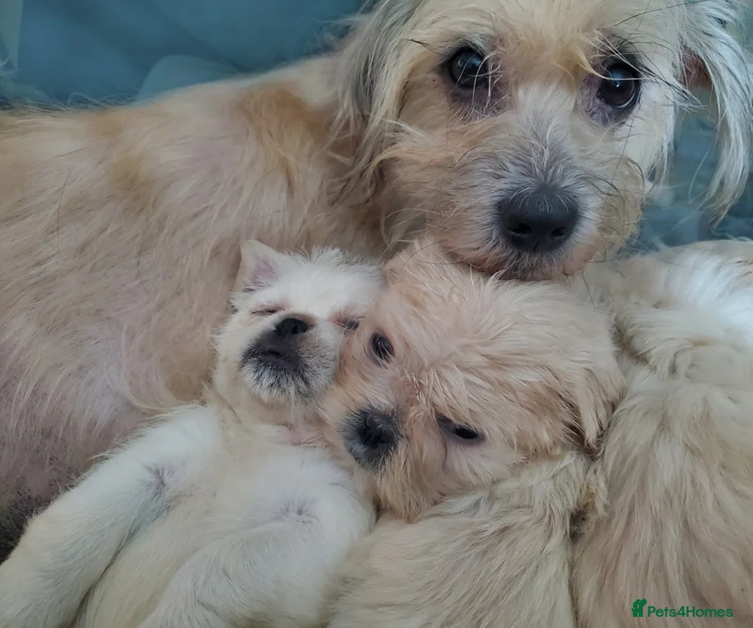 Mixed Breed dogs for sale: Shih tzu cross Pug puppies - Advert 4