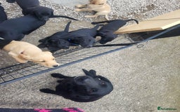 Labrador Retriever dogs for sale: Working labrador puppies  - Image 14