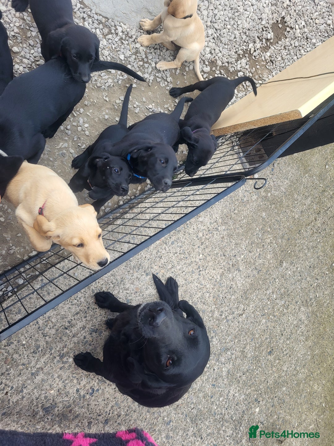 Labrador Retriever dogs for sale: Working labrador puppies  - Image 14