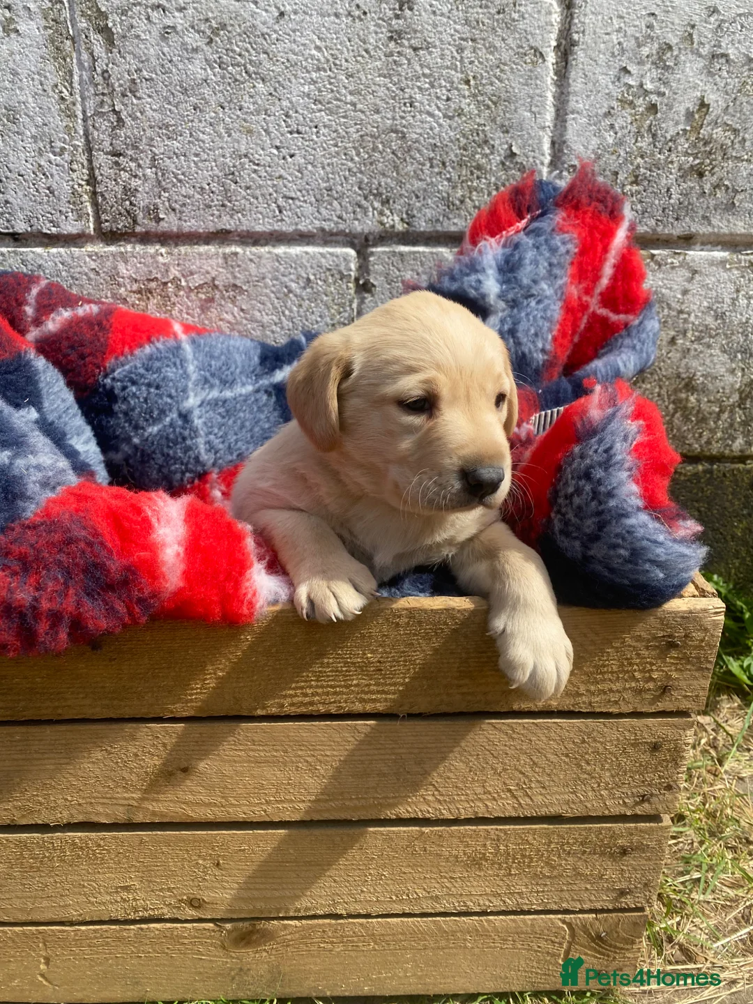 Labrador Retriever dogs for sale: Kc registered Working labrador puppies  - Advert 1