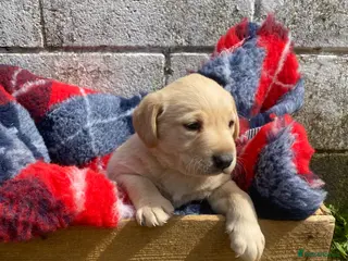 Labrador Retriever dogs Kc registered Working labrador puppies - Advert 2