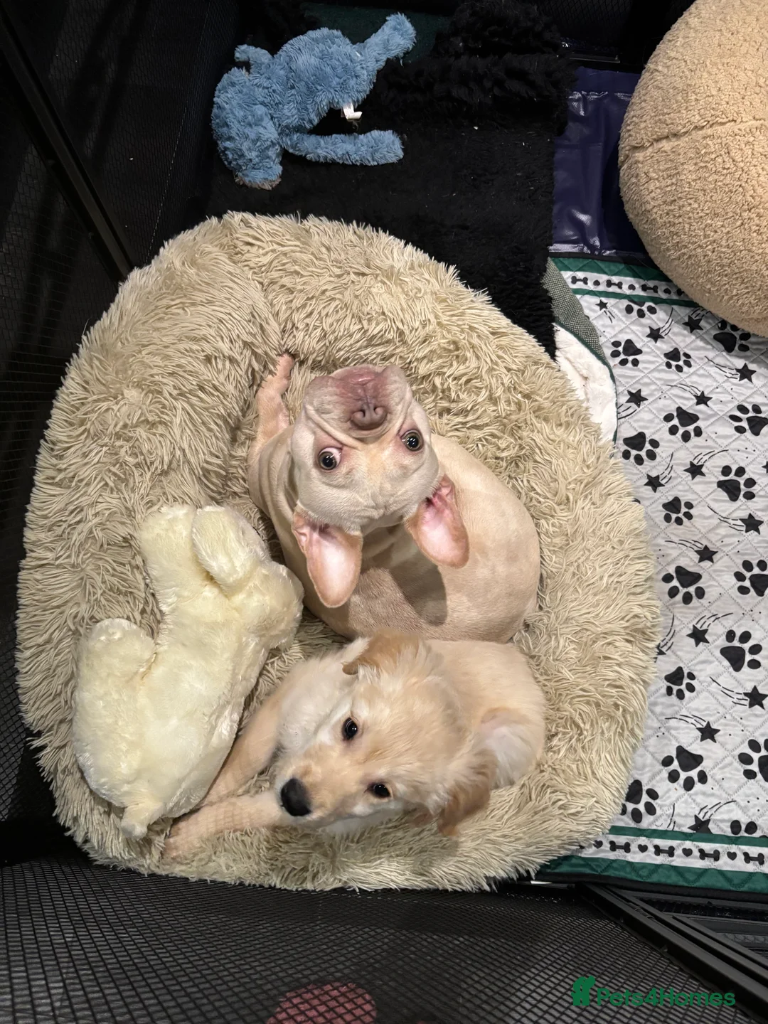 Golden Retriever dogs for sale: 10 week old golden retriever  - Advert 5