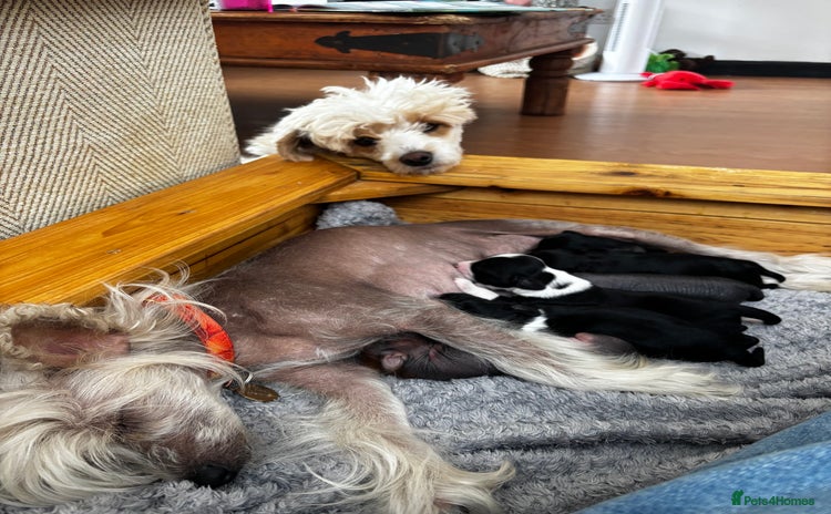 Chinese Crested dogs - Advert 3