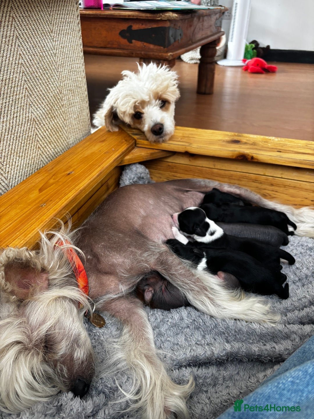 Chinese Crested dogs for sale: Chinese crested powderpuff ready September 12th - Image 1