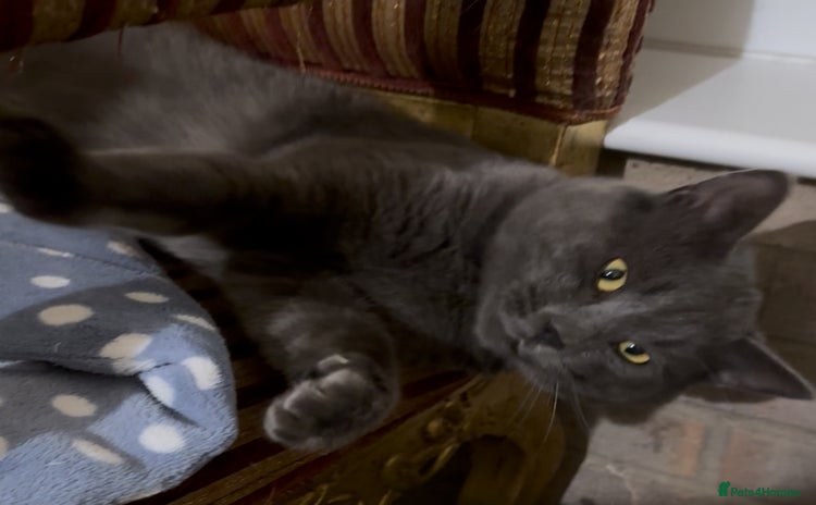 Chartreux cats - Advert 13