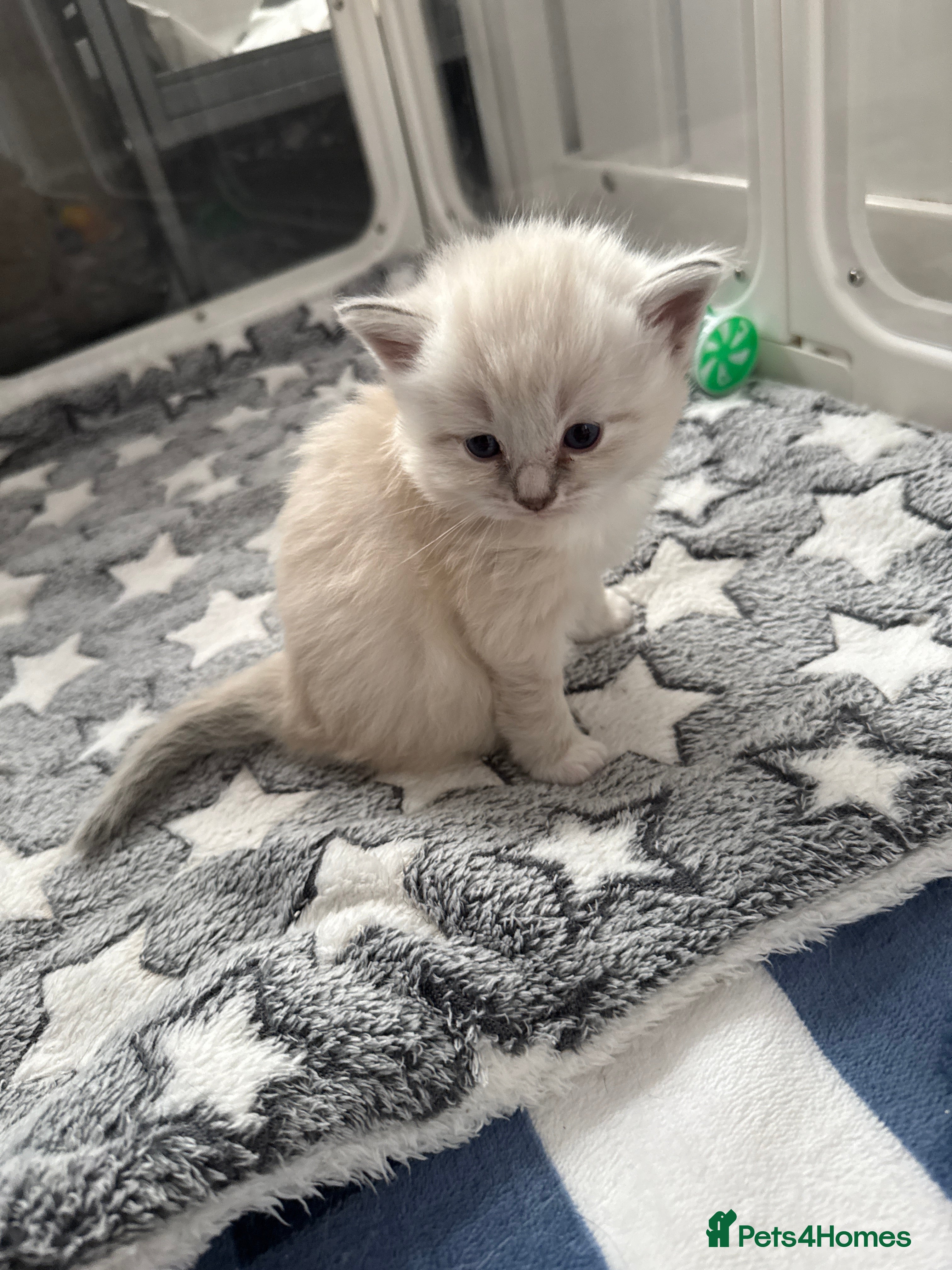 Ragdoll cats XL Long hair Ragdoll kittens. Used to dogs.  - Advert 2