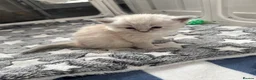 Ragdoll cats for sale: XL Long hair Ragdoll kittens. Used to dogs.  - Advert 4