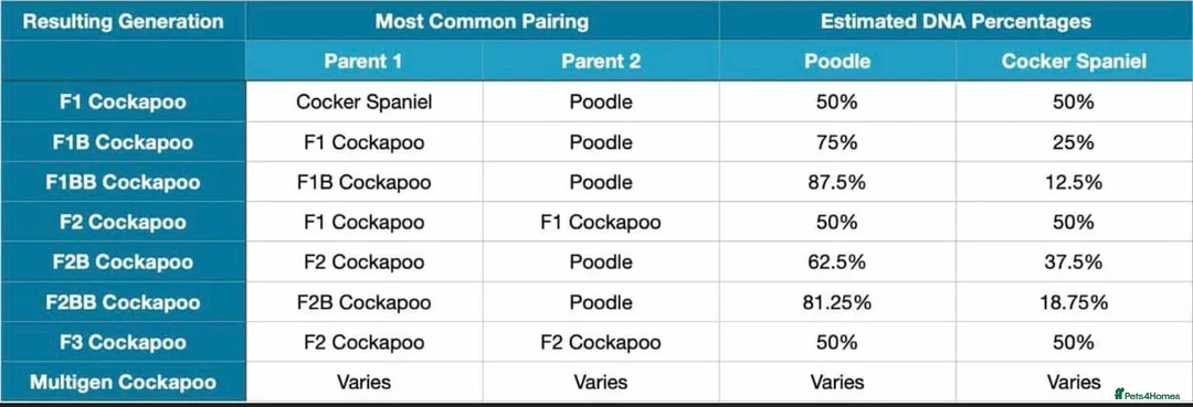 Cockapoo dogs for sale: 🐾 Beautiful F3 Cockapoo Puppies 🐾 - Advert 2