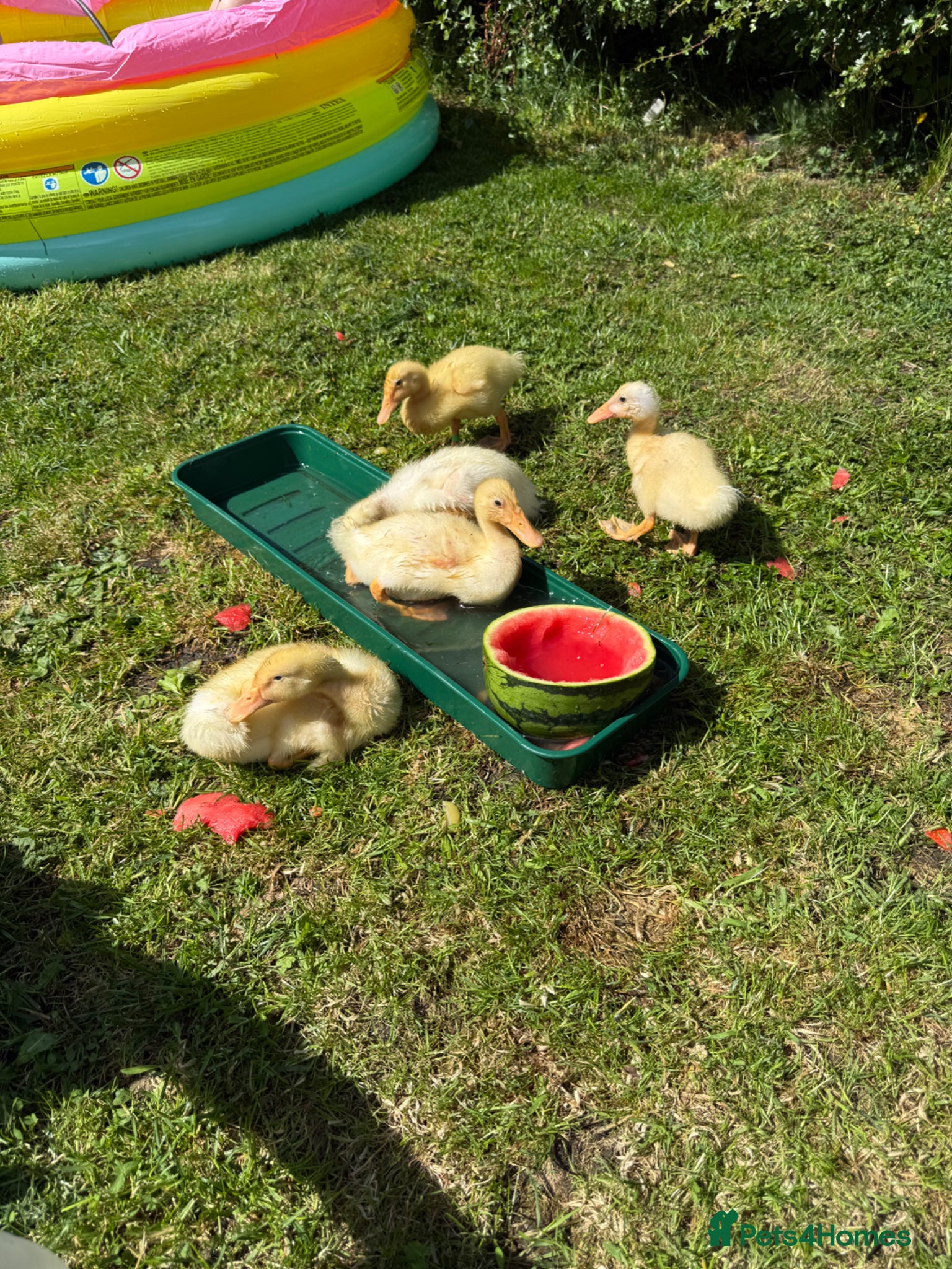 Ducks poultry for sale: Cherry valley ducklings  - Advert 3