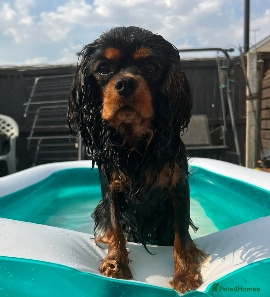 Cavalier King Charles Spaniel dogs for stud: KC-Health tested Cavalier King Charles Stud in Doncaster - Advert 5