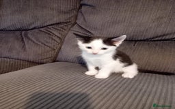 Mixed Breed cats for sale: BSH X Ragdoll - Image 5