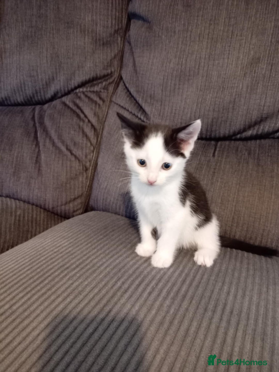 Mixed Breed cats for sale: BSH X Ragdoll - Image 5