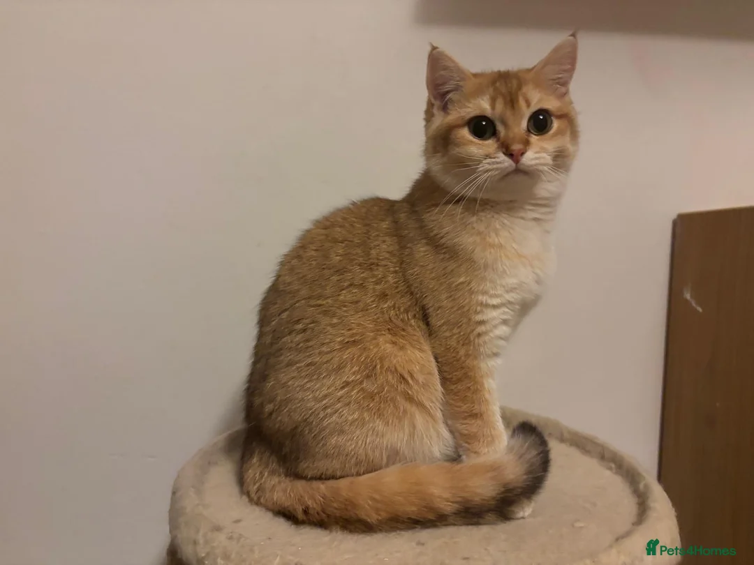 British Shorthair cats for sale: 🐾 Purebred BSH Golden kitten 🐾  - Advert 33