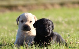 Labrador Retriever dogs for sale: Working Labrador Puppies  - Image 19