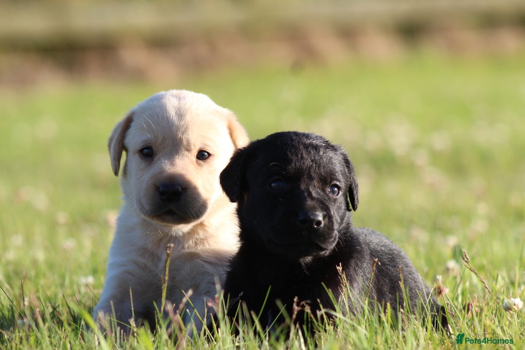 Labrador Retriever dogs for sale: Working Labrador Puppies  - Image 19