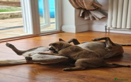 Belgian Shepherd Dog dogs for sale: Malinois Puppy for Sale - Pure, Healthy, KC Regist - Image 4