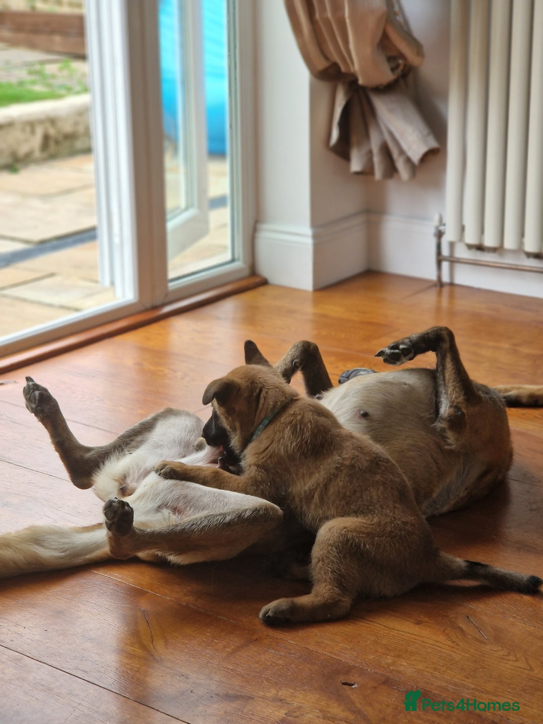 Belgian Shepherd Dog dogs for sale: Malinois Puppy for Sale - Pure, Healthy, KC Regist - Image 4