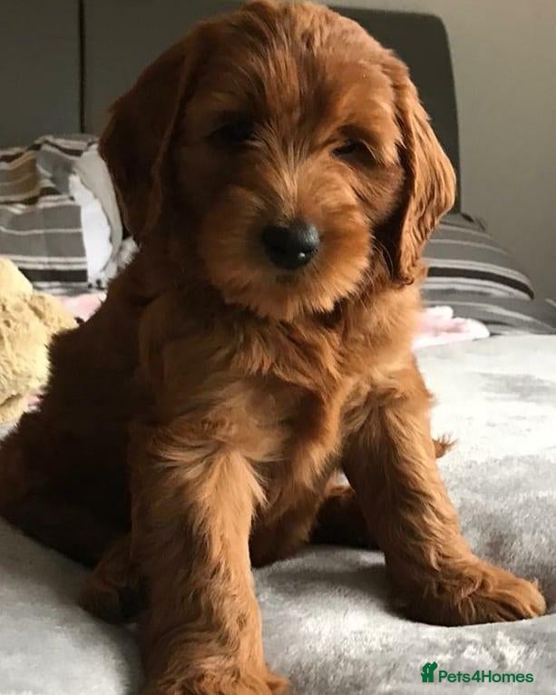 Australian Labradoodle dogs Waitlist for 2027 Open - Advert 2