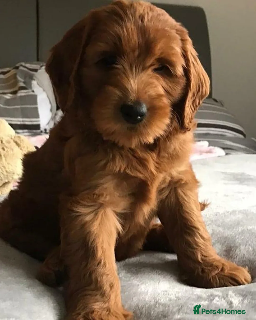 Australian Labradoodle dogs for sale: Fabulous Australian Labradoodle Waitlist Open 2027 - Advert 2
