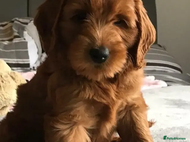 Australian Labradoodle dogs for sale: Fabulous Australian Labradoodle Waitlist Open 2027 - Advert 2
